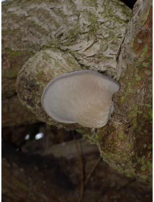 Gilled surface of fruit body on Styphnolobium japonicum in Southend, UK.